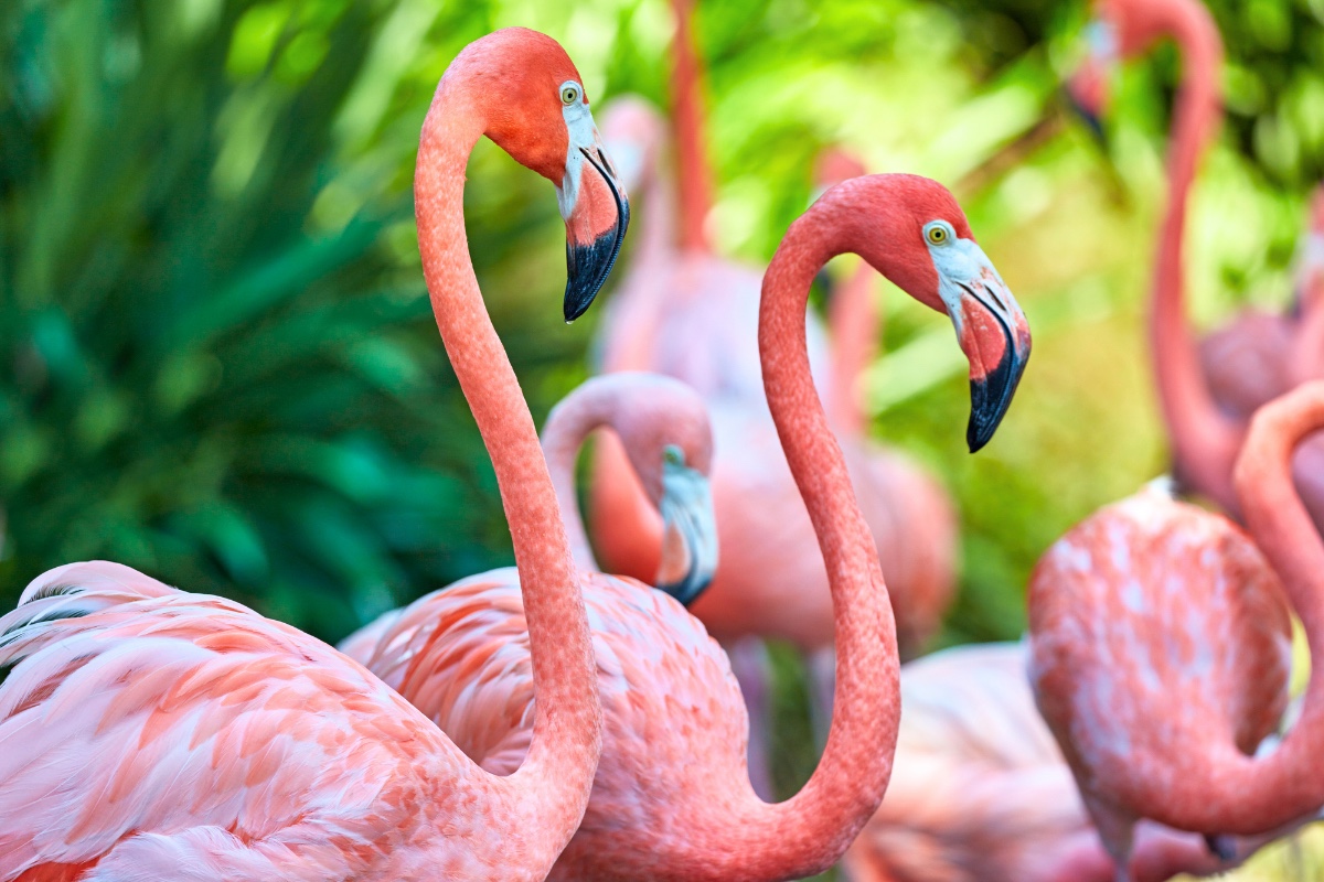 In Italia ci sono i fenicotteri