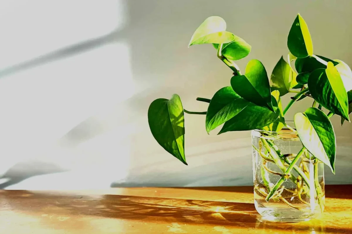 Mai avuto il pollice verde? Con la spugna da cucina il potus cresce ovunque senza fatica