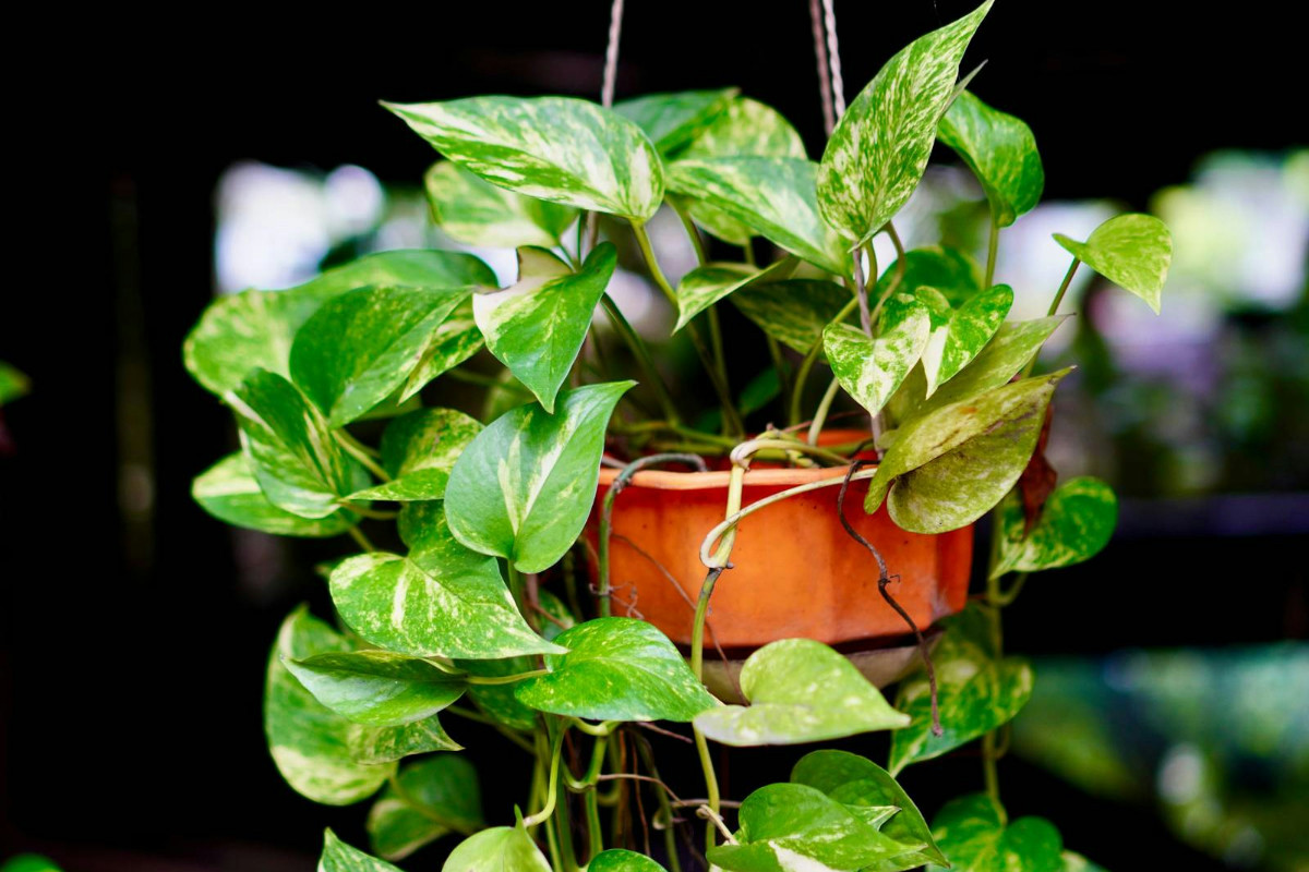 Mai avuto il pollice verde? Con la spugna da cucina il potus cresce ovunque senza fatica