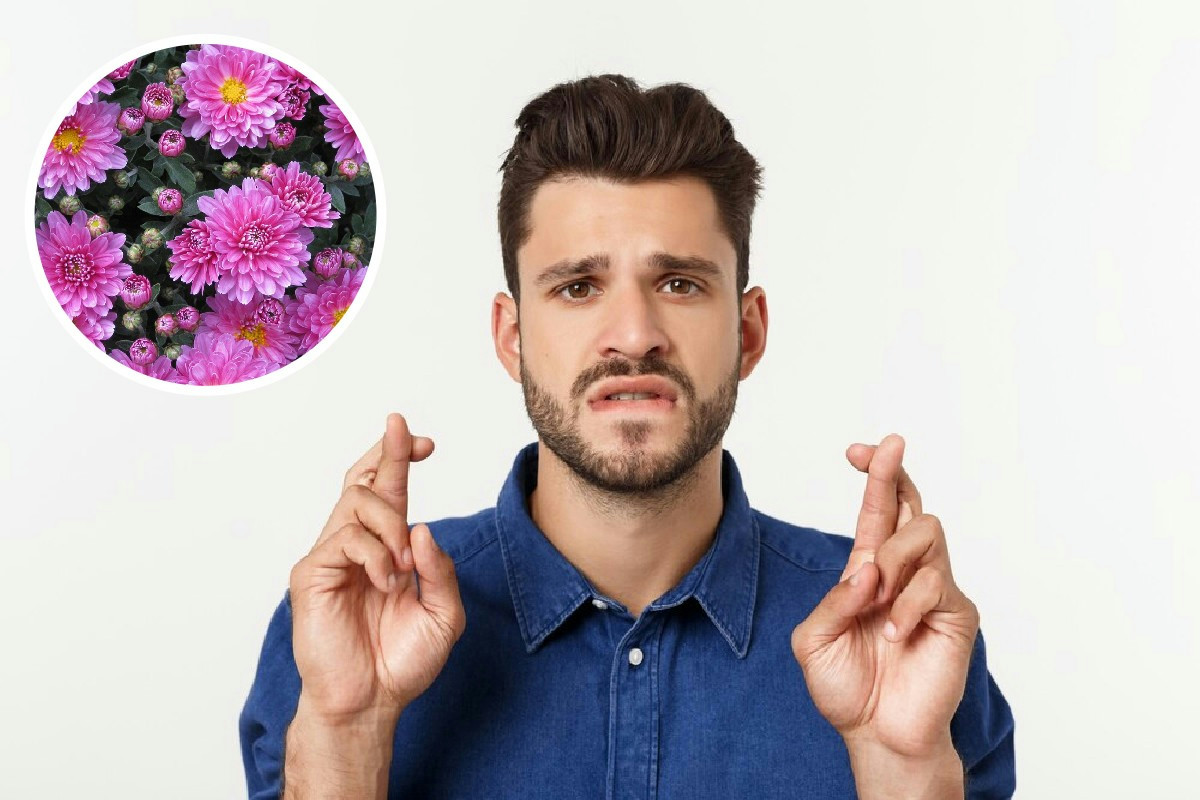 Queste 5 piante sono al centro di antiche superstizioni: ecco perché molti le evitano in casa