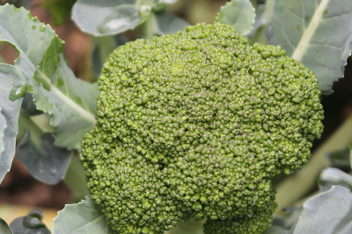 Se i broccoli non ti convincono, con questa pasta cremosa metti tutti d’accordo in 10 minuti