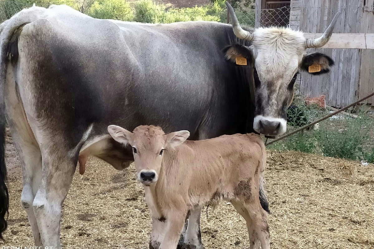 Se sogni profumi antichi vieni qui: il borgo dove il caciocavallo è rito, storia e meraviglia