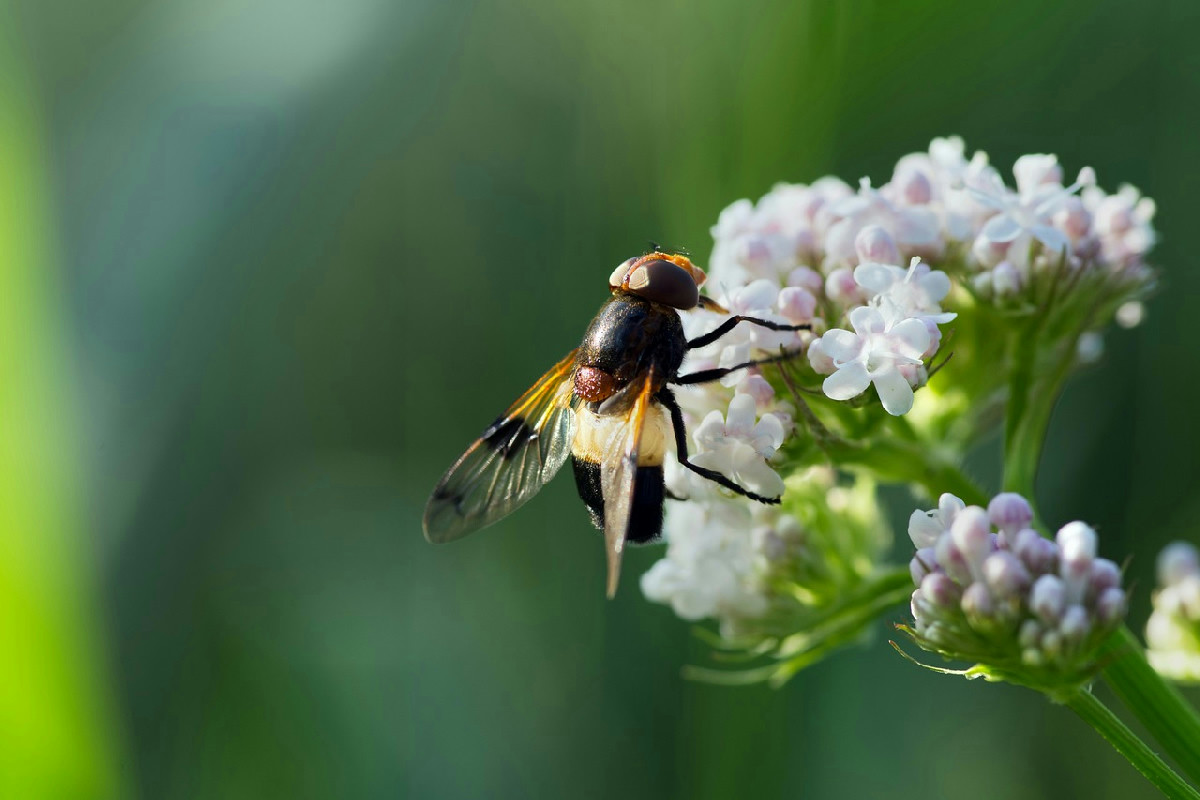 Valeriana per l’ansia? Funziona, ma devi prenderla per almeno 2 settimane di fila