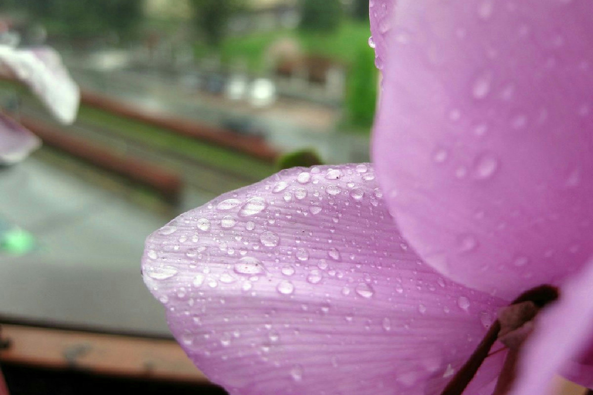 Ciclamino spettacolare sul balcone: tutti i trucchi per fioriture vivaci anche nei mesi freddi