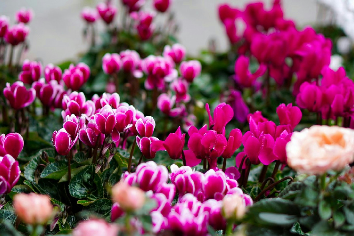 Ciclamino spettacolare sul balcone: tutti i trucchi per fioriture vivaci anche nei mesi freddi