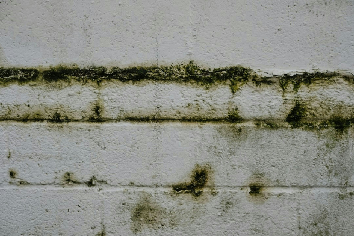 Come eliminare l’umidità in casa senza prodotti aggressivi per pareti sempre perfette