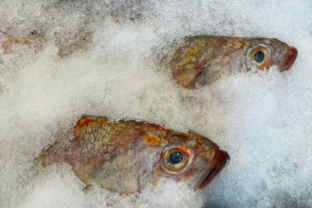Pesce surgelato di qualità: 5 dettagli sulla confezione che fanno la differenza in cucina